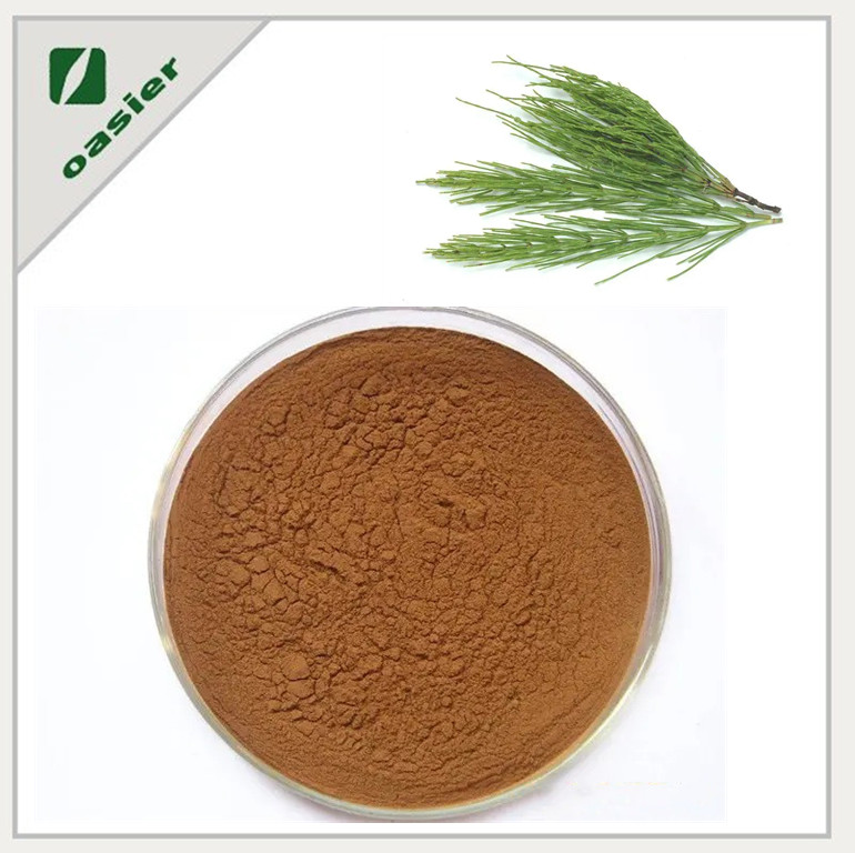 Factory Supply Horsetail Extract 